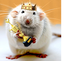 Micetro crowned mouse